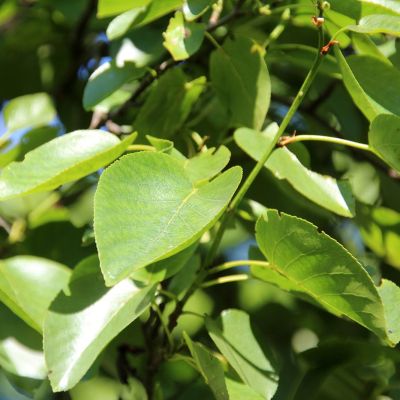 Italienische oder herzblättrige Erle 