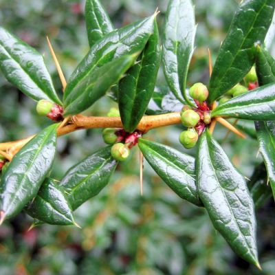 Berberitze, Berberis