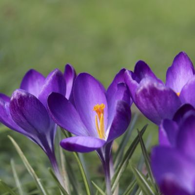 100 x Elfen/Dalmatiner Krokus