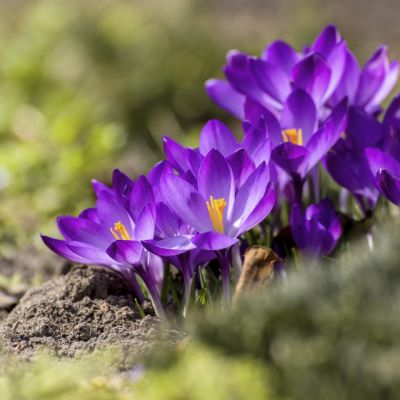 100 x Frühlings-Krokus 'Flower Record'