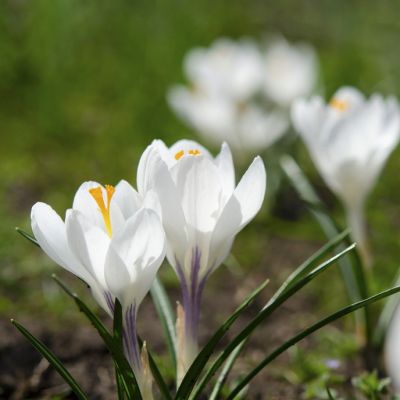 100 x Frühlings-Krokus 'Jeanne d'Arc'