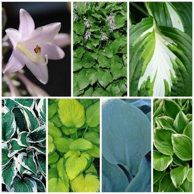 Staudenbeet Paket Funkie/Hosta