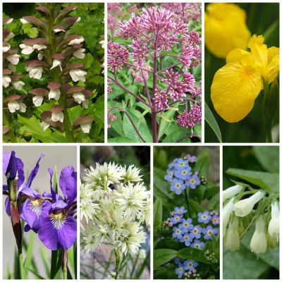 Staudenbeet Paket Nasses Blumenbeet