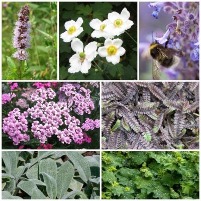 Staudenbeet Paket Entdeckung für Kinder