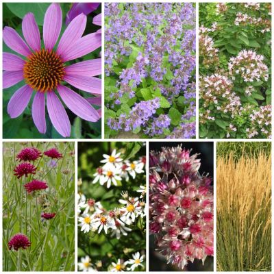 Staudenbeet Paket Prairie-Beet