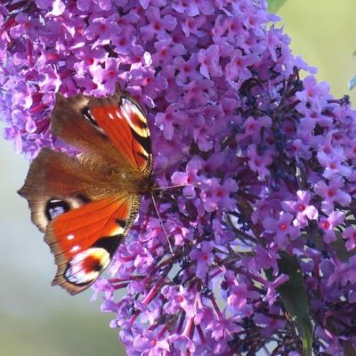 Buddleja Lochinch