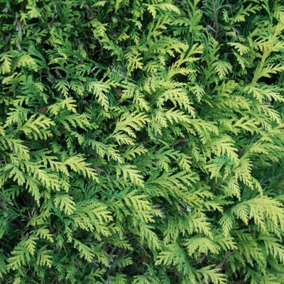 Gelbe Scheinzypresse 'Ivonne'