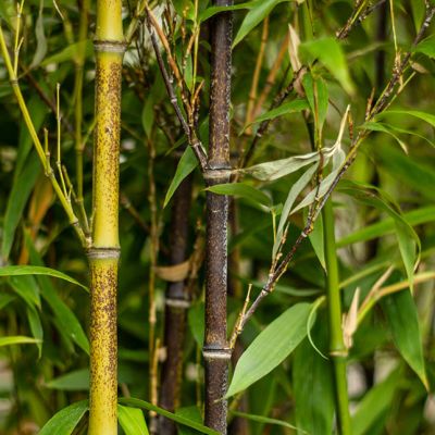 Phyllostachys nigra