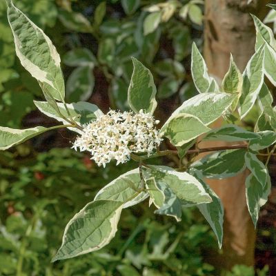 Weißbunter Hartriegel 'Elegantissima'