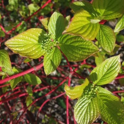 Rotholz/Purpur-Hartriegel 'Sibirica'