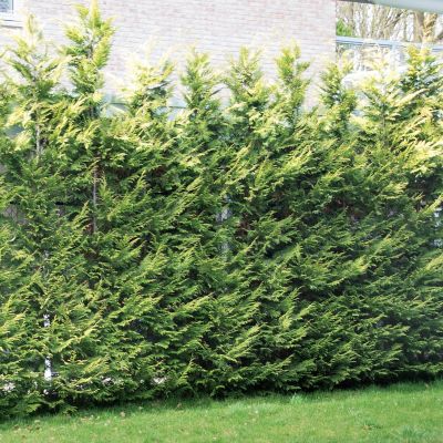 Gelbe Leyland- Zypresse