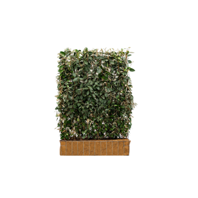 Wintergrüne Ölweide Fertighecke