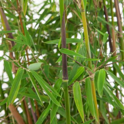 Bambus Fargesia Jiuzhaighou