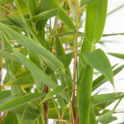 Bambus Fargesia Simba 