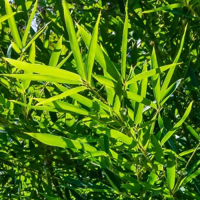 Fargesia nitida 'Great Wall'