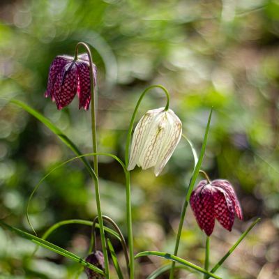 100 x Schachbrettblume Mischung