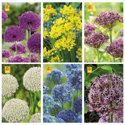 Blumenzwiebeln Paket Allium (Zierlauch)