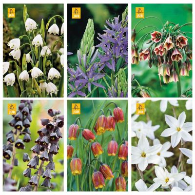 Blumenzwiebeln Paket Spezielle Frühlingsblüher