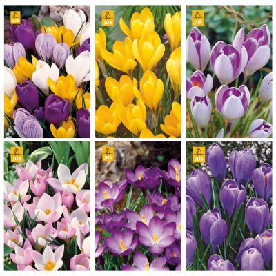 Blumenzwiebeln Paket Krokus