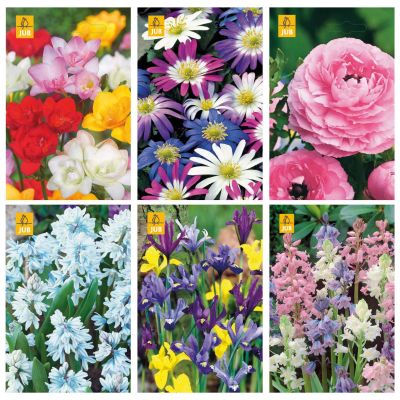 Blumenzwiebeln Paket Bunte Mischung