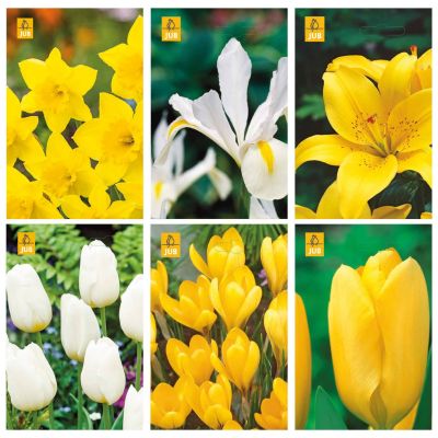 Blumenzwiebeln Paket Gelb und Weiß