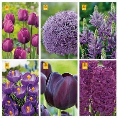 Blumenzwiebeln Paket Lila