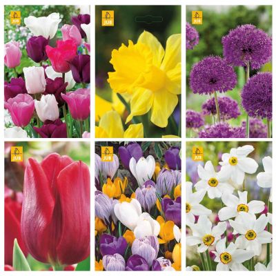 Blumenzwiebeln Paket Sonniges Beet