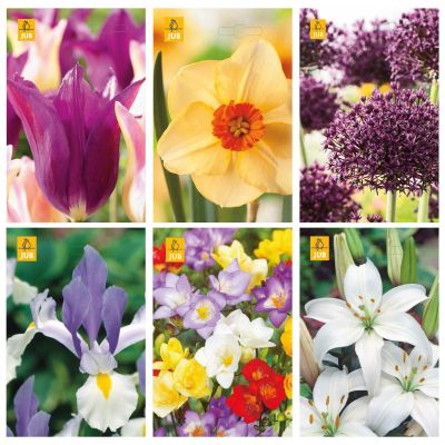 Blumenzwiebeln Paket Schnittblumen