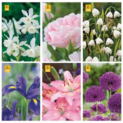 Blumenzwiebeln Paket Romantisches Beet