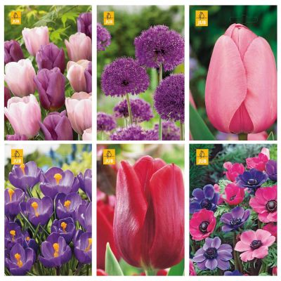 Blumenzwiebeln Paket Rot, Rosa und Lila