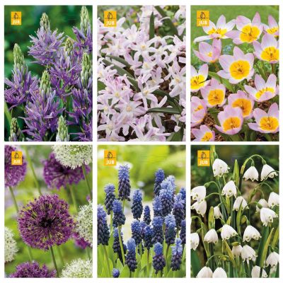 Blumenzwiebeln Paket Bienen und Schmetterlinge