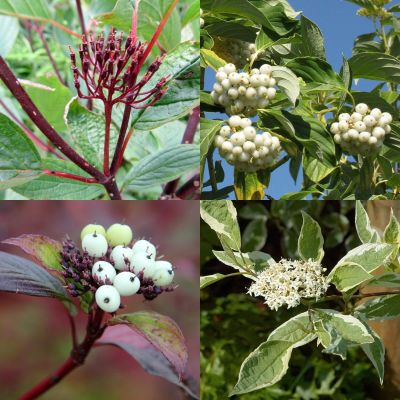 Gemischte Hartriegel Hecke (Cornus)