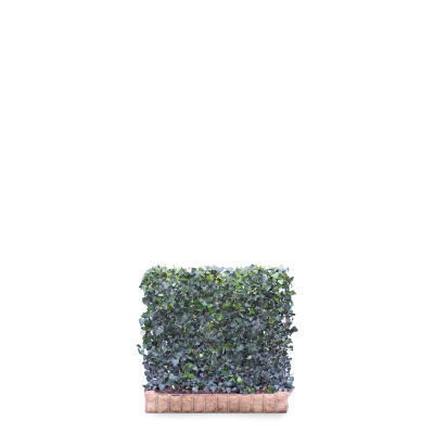 Gemeiner Efeu 'Woerner'