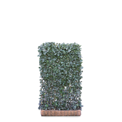 Gemeiner Efeu 'Woerner'