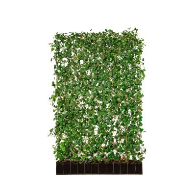 Gemeiner Efeu Fertige Hecke 'Woerner'