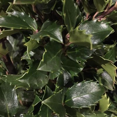 Stechpalme 'Blue Prince'