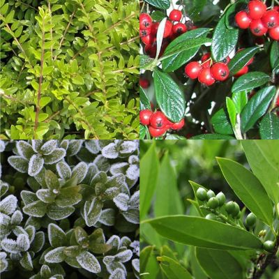 Niedrige wintergrüne hecke 