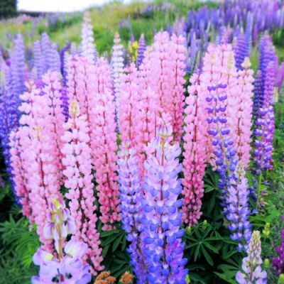 100x Prachtscharten blau-weiß