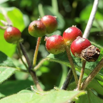 Rote Heckenkirsche