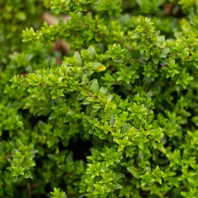 Heckenkirsche ‘Hohenheimer Findling’