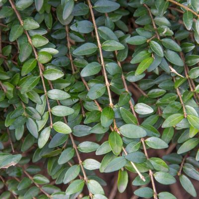 Immergrüne Kriech-Heckenkirsche 'Moss Green’