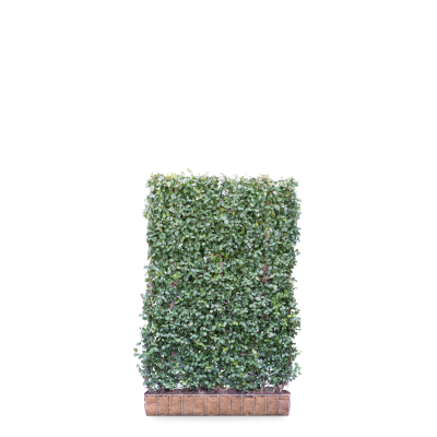 Immergrüner Spindelstrauch 'Dart's Blanket'