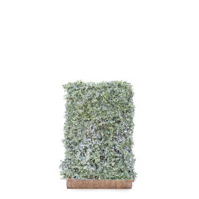 Gemeiner Efeu ‘Glacier’