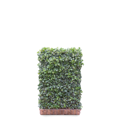 Gemeiner Efeu ‘Green Ripple’