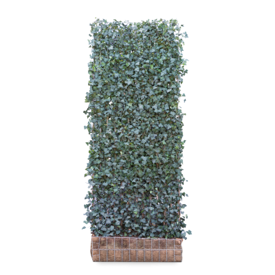 Gemeiner Efeu 'Woerner'