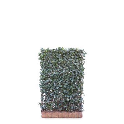 Gemeiner Efeu 'Woerner'