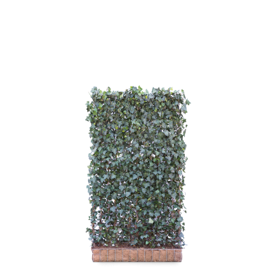 Großblättriger Efeu