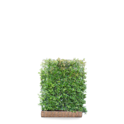 Feuerdorn 'Dart's Red'