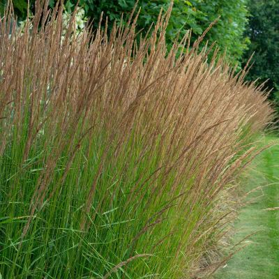 Staudenbeet Molinia caerulea 'Moorhexe'