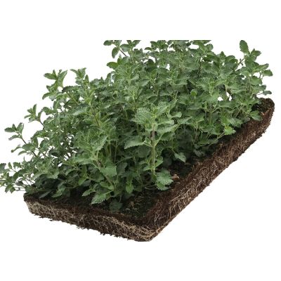 Katzenmize Bodendeckermatte